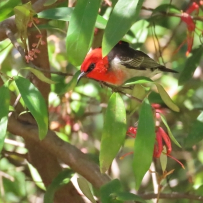 Myzomela sanguinolenta (Scarlet Honeyeater) at Acton, ACT - 7 Oct 2023 by BenW