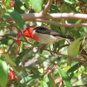 Myzomela sanguinolenta at Acton, ACT - 7 Oct 2023