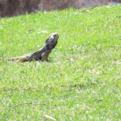 Pogona barbata (Eastern Bearded Dragon) at Acton, ACT - 7 Oct 2023 by BenW