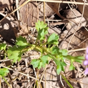 Calotis cuneifolia at Thuddungra, NSW - 7 Oct 2023 02:42 PM