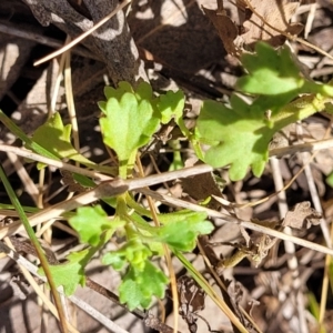 Calotis cuneifolia at Thuddungra, NSW - 7 Oct 2023 02:42 PM