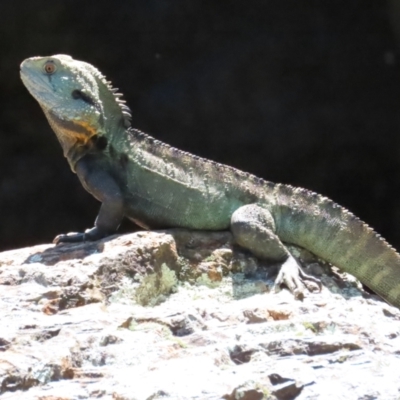 Intellagama lesueurii howittii (Gippsland Water Dragon) at Acton, ACT - 7 Oct 2023 by BenW