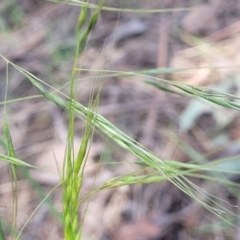 Austrostipa sp. (A Corkscrew Grass) at Thuddungra, NSW - 7 Oct 2023 by trevorpreston
