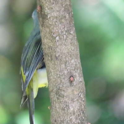 Eopsaltria australis (Eastern Yellow Robin) at ANBG - 7 Oct 2023 by BenW