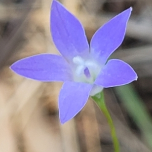 Wahlenbergia gracilis at Thuddungra, NSW - 7 Oct 2023