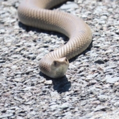 Pseudonaja textilis (Eastern Brown Snake) at Belconnen, ACT - 7 Oct 2023 by BenW