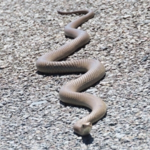 Pseudonaja textilis at Belconnen, ACT - 7 Oct 2023