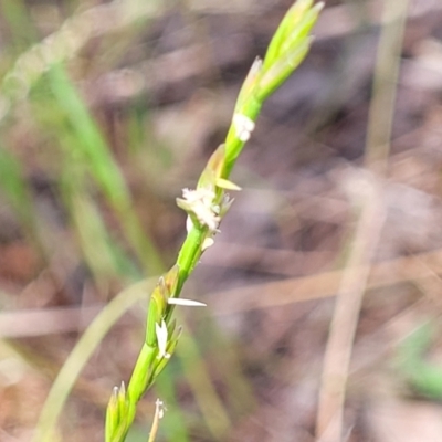 Lolium sp. (Ryegrass) at Thuddungra, NSW - 7 Oct 2023 by trevorpreston