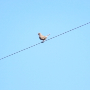 Cincloramphus cruralis at Wallaroo, NSW - 7 Oct 2023