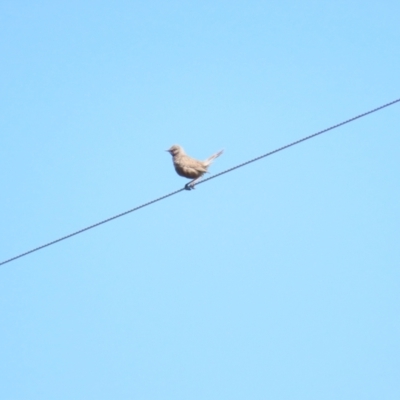 Cincloramphus cruralis (Brown Songlark) at Wallaroo, NSW - 7 Oct 2023 by BenW