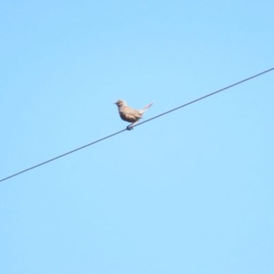 Cincloramphus cruralis (Brown Songlark) at Wallaroo, NSW - 6 Oct 2023 by BenW