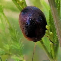 Dicranosterna immaculata (Acacia leaf beetle) at Thuddungra, NSW - 7 Oct 2023 by trevorpreston