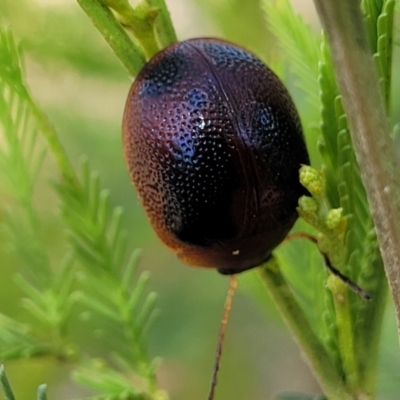 Dicranosterna immaculata (Acacia leaf beetle) at Thuddungra, NSW - 7 Oct 2023 by trevorpreston