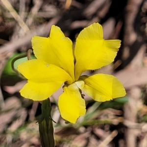 Goodenia pinnatifida at Thuddungra, NSW - 7 Oct 2023