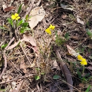 Goodenia pinnatifida at Thuddungra, NSW - 7 Oct 2023