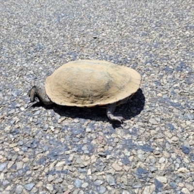 Chelodina longicollis (Eastern Long-necked Turtle) at Crowther, NSW - 7 Oct 2023 by trevorpreston