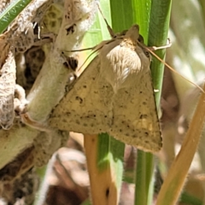 Helicoverpa (genus) (A bollworm) at Dananbilla Nature Reserve - 7 Oct 2023 by trevorpreston