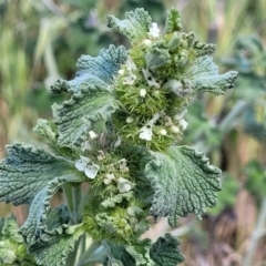 Marrubium vulgare (Horehound) at Dananbilla Nature Reserve - 7 Oct 2023 by trevorpreston