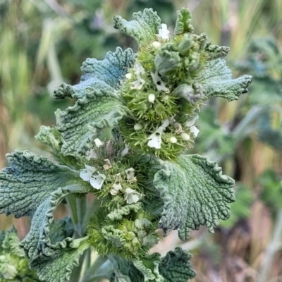 Marrubium vulgare (Horehound) at Dananbilla Nature Reserve - 7 Oct 2023 by trevorpreston