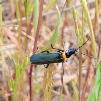 Chauliognathus lugubris (Plague Soldier Beetle) at Crowther, NSW - 7 Oct 2023 by trevorpreston