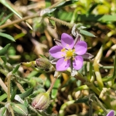 Spergularia rubra (Sandspurrey) at Crowther, NSW - 7 Oct 2023 by trevorpreston