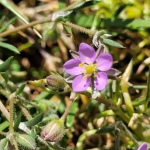 Spergularia rubra at Crowther, NSW - 7 Oct 2023