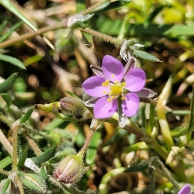 Spergularia rubra (Sandspurrey) at Dananbilla Nature Reserve - 7 Oct 2023 by trevorpreston