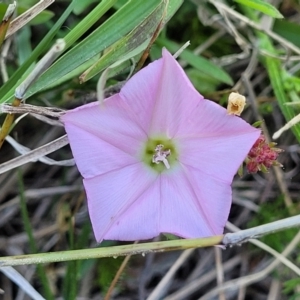 Convolvulus angustissimus subsp. angustissimus at Murringo, NSW - 7 Oct 2023 12:54 PM