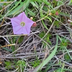 Convolvulus angustissimus subsp. angustissimus at Murringo, NSW - 7 Oct 2023 12:54 PM