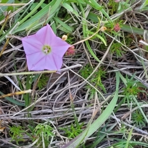 Convolvulus angustissimus subsp. angustissimus at Murringo, NSW - 7 Oct 2023