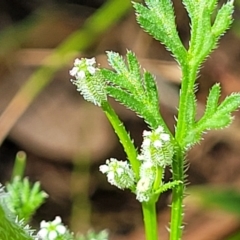 Daucus glochidiatus (Australian Carrot) at Murringo, NSW - 7 Oct 2023 by trevorpreston