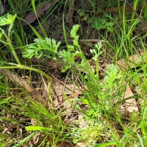 Daucus glochidiatus at Murringo, NSW - 7 Oct 2023 12:45 PM