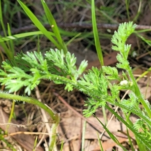 Daucus glochidiatus at Murringo, NSW - 7 Oct 2023 12:45 PM