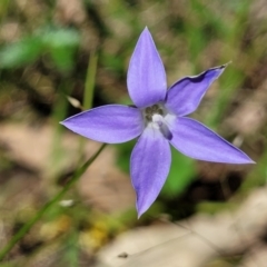 Wahlenbergia luteola (Yellowish Bluebell) at Dananbilla Nature Reserve - 7 Oct 2023 by trevorpreston