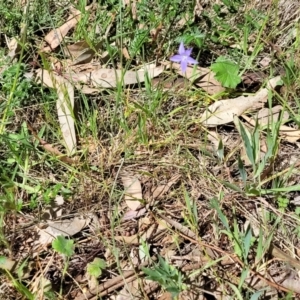 Wahlenbergia luteola at Murringo, NSW - 7 Oct 2023 12:34 PM