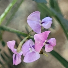 Glycine clandestina (Twining Glycine) at Murringo, NSW - 7 Oct 2023 by trevorpreston