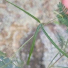Glycine clandestina at Murringo, NSW - 7 Oct 2023 12:27 PM