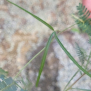 Glycine clandestina at Murringo, NSW - 7 Oct 2023 12:27 PM