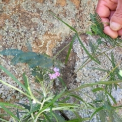 Glycine clandestina at Murringo, NSW - 7 Oct 2023