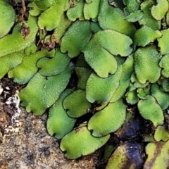 Unidentified Moss, Liverwort or Hornwort at Murringo, NSW - 7 Oct 2023 by trevorpreston