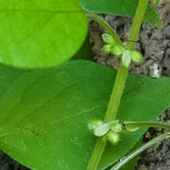 Parietaria debilis (Forest Pellitory) at Dananbilla Nature Reserve - 7 Oct 2023 by trevorpreston