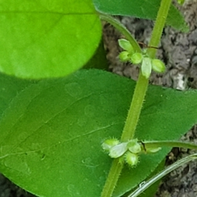 Parietaria debilis (Forest Pellitory) at Dananbilla Nature Reserve - 7 Oct 2023 by trevorpreston