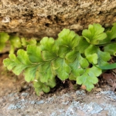 Pleurosorus rutifolius (Blanket Fern) at Dananbilla Nature Reserve - 7 Oct 2023 by trevorpreston