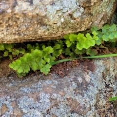 Asplenium subglandulosum at Murringo, NSW - 7 Oct 2023 12:24 PM