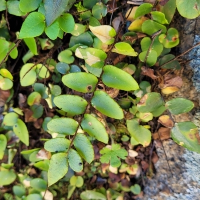 Pellaea calidirupium (Hot Rock Fern) at Murringo, NSW - 7 Oct 2023 by trevorpreston