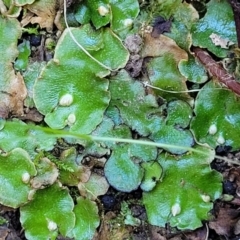 Marchantia sp. (genus) (A Liverwort) at Murringo, NSW - 7 Oct 2023 by trevorpreston