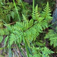 Cheilanthes austrotenuifolia (Rock Fern) at Murringo, NSW - 7 Oct 2023 by trevorpreston