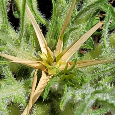 Centaurea calcitrapa (Star Thistle) at Dananbilla Nature Reserve - 7 Oct 2023 by trevorpreston