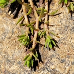 Crassula helmsii (Swamp Stonecrop) at Murringo, NSW - 7 Oct 2023 by trevorpreston