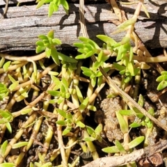 Crassula helmsii at Murringo, NSW - 7 Oct 2023